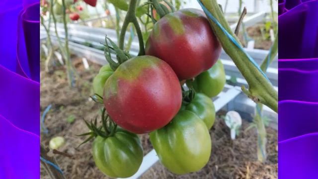 ТОМАТЫ. Проверенные сорта. КАТАЛОГ ТОМАТОВ 2024 г. Часть смотреть онлайн