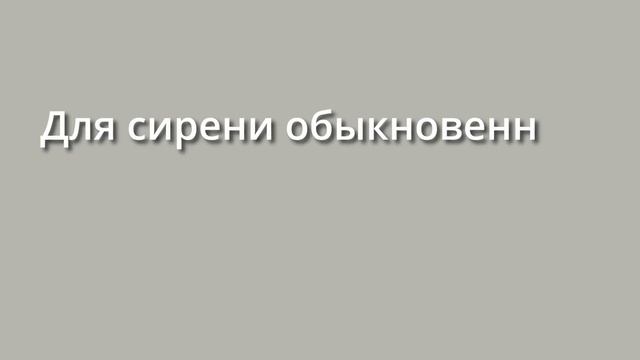 Живая изгородь из сирени через 10 лет, что, как, почему…