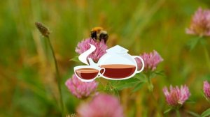 Красный клевер это фитоэстроген, замена ГЗТ