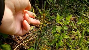 Шишки на саженце корейского кедра. 04.07.2024