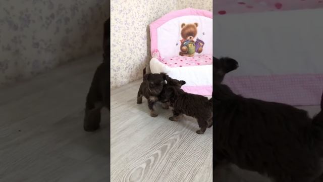 Девочки Шоколадный Йорк, в поисках надежных рук