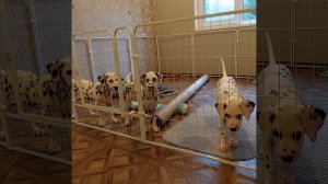 новый вольерчик на улицу