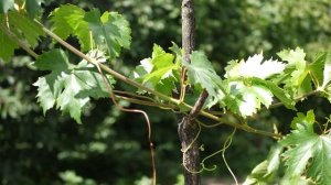 PANASONIC 25MM F1.7 vs PANASONIC LEICA 25MM F1.4. Какой выбрать объектив?