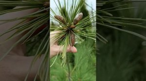 Сосна кедровая Корейская шишки