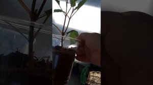 Обработка черенков #георгин монокалий фосфатом 22.03.25 #?