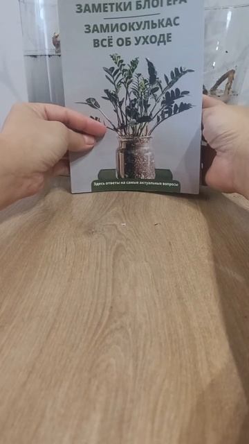 ОБРАБОТКА КЛУБНЕЙ и КОРНЕЙ замиокулькаса фунгицидом