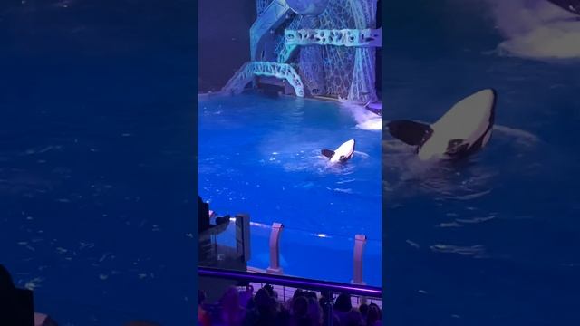 Прекрасный вечер в Москвариум всем советую Вднх смотреть онлайн