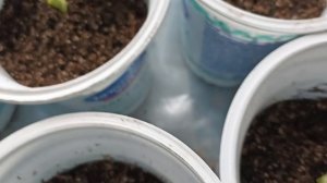 Огурцы растут.