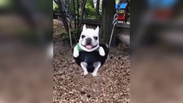 собачка качается на качелях смотреть онлайн