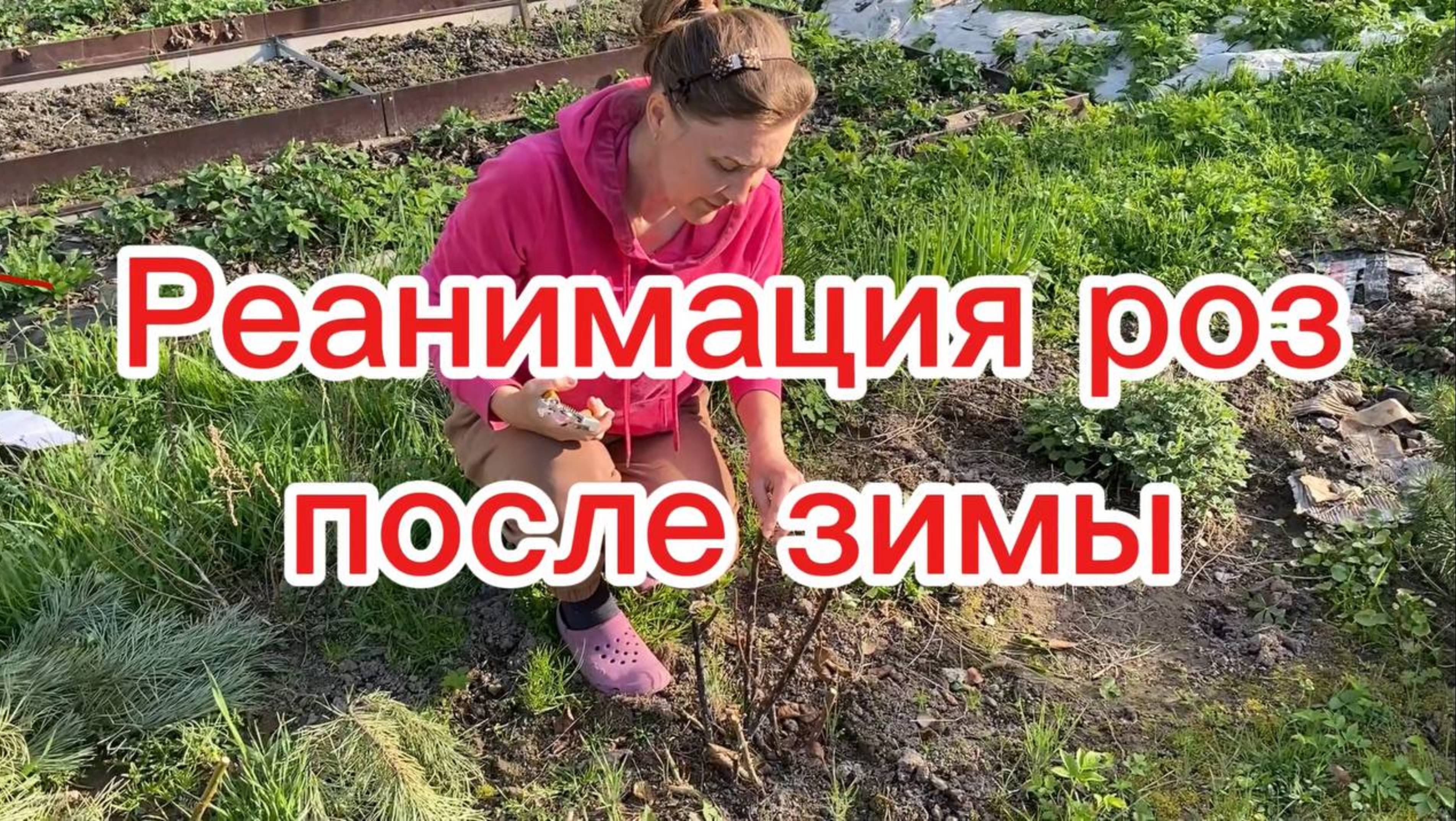 Почернели кусты роз после зимы?