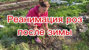 Почернели кусты роз после зимы?