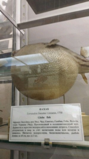 т
