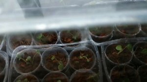 🌱Антуриум вырастила из семян и пересадила, а что дела