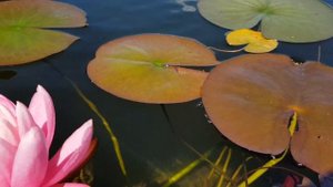 Нимфея Bola (Nymphaea Bola), кувшинка Бола