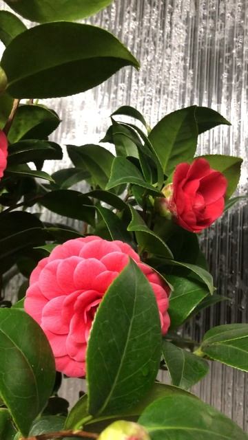 CAMELLIA  "BLACK LACE" #зимнийсад #теплица