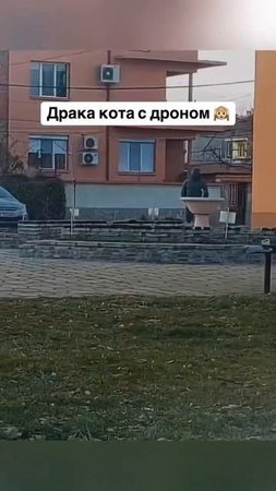 Кот против дрона