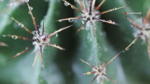 Кактус или суккулент: В чем отличие? Интересные факты ?