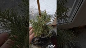 Пихта одноцветная Компакта. Очередные хвойные новинк?