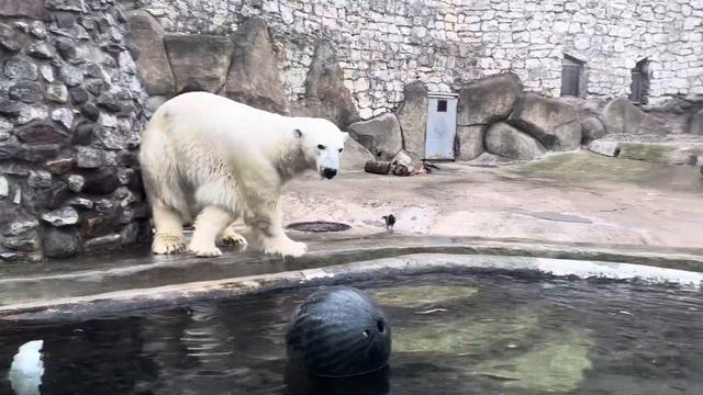 БЕЛЫЙ МЕДВЕДЬ ТЕРПЕЙ в МОСКОВСКОМ ЗООПАРКЕ POLAR BEAR МЕДВ смотреть онлайн