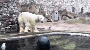 БЕЛЫЙ МЕДВЕДЬ ТЕРПЕЙ в МОСКОВСКОМ ЗООПАРКЕ POLAR BEAR МЕДВ