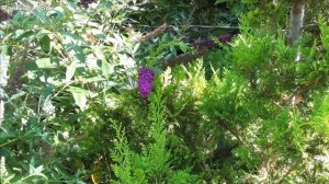 Буддлея Давида - долгоцветущий ароматный кустарник. У?