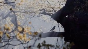 Рябиновый воздух