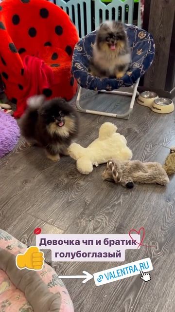 Мраморные ШПИЦЫ можно купить на valentra.ru #купитьшпица #шпицпродажа #мраморныйшпиц #шпицмерле