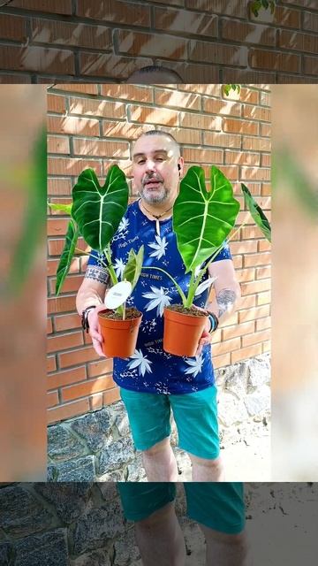 Алоказия Мишольца, цена 400 гривен! Бронь в вайбер 0996782355