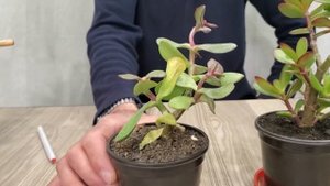 Сколько и как часто надо поливать Крассулу | Толстянка