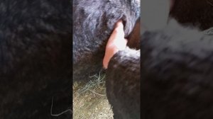 Какие породы кроликов остались в хозяйстве.