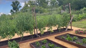 Рассада Виктория  ремонтантная🍓