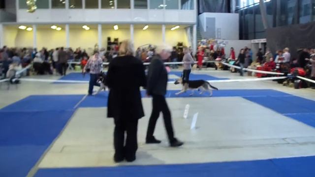 Больше статей и видео на allbestdog.ru смотреть онлайн