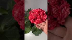 Пеларгония ТА История Любви💝