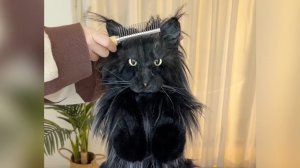 Рюкзачок Chongker - Занзибар Мейнкуныч