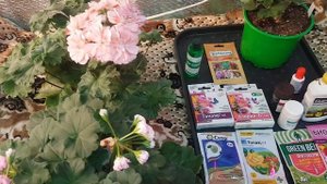 Пеларгония, болезни и вредители, профилактика 🌺🌺🌺