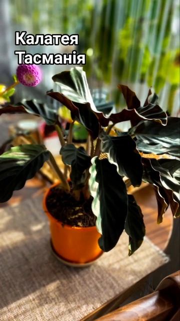 #plants #калатея_кроката #flowers #квіти #домашнірослини #кала