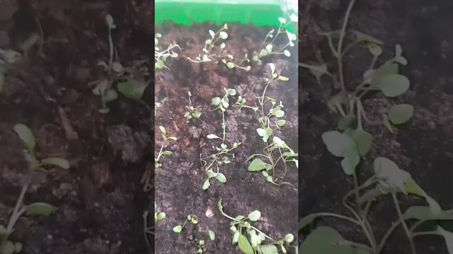 ✨🌿ВЕРОНІКА КОЛОСОВИДНА БАГАТОРІЧНА, ПОСІВ ВІД"А ДО Я