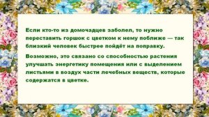 Можно ли держать дома цветок каланхоэ, приметы и суеве