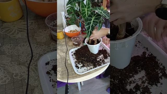 Мои алоказии Псевдо Полли в групповой посадке.