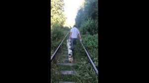Тащим бревно