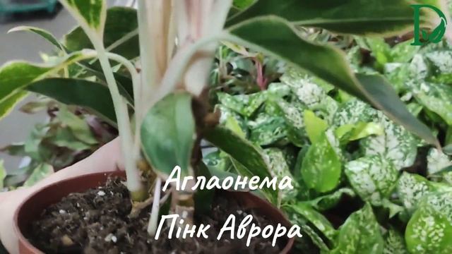 Аглаонема Пінк Аврора