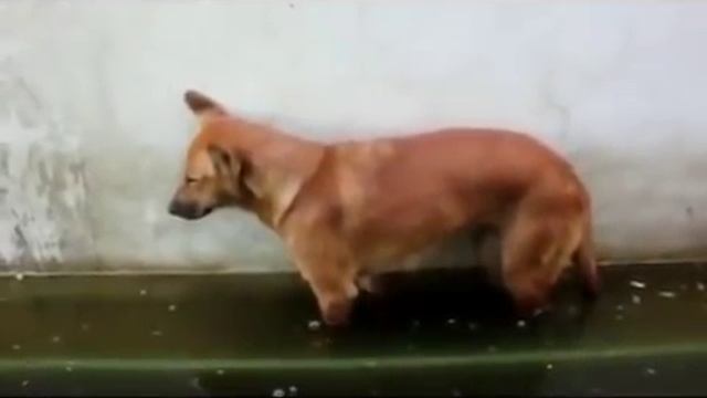 Best Jokes Подборки приколов (18+) Самые смешные собаки Подборка моментов смотреть онлайн