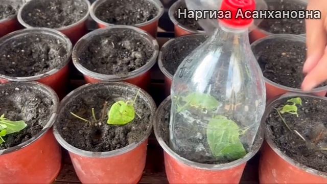 РАЗМНОЖЕНИЕ КЛЕМАТИСА. Мой простой способ!#клематисы#?
