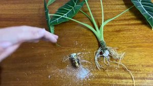 Обрезаем Алоказию