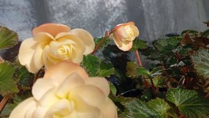 Бегония Душистая Фолс Лемон(Begonia Fragrant Falls Lemon)