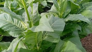 Латакия 92. Обзор сорта