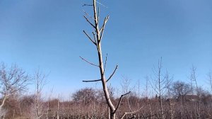 Персик, формировка веретено, разновидность пирамида .