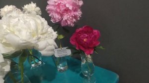 ВЫСТАВКА ПИОНОВ В МИНСКЕ 2 ЧАСТЬ 2024