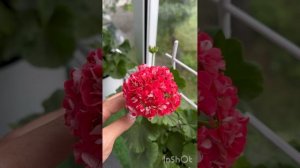 Грустный обзор пеларгоний на балконе, 29июля😩