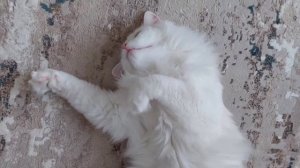 Зарядка для хвоста